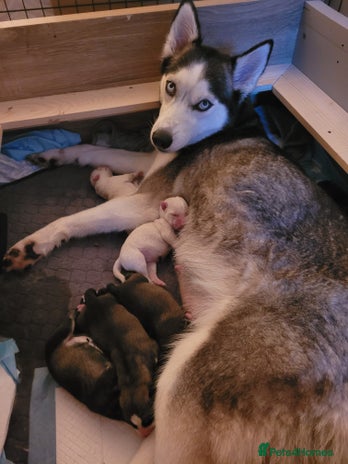 Siberian Husky dogs Siberian husky pups - Advert 1