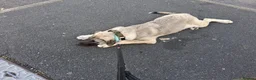 Mixed Breed dogs for adoption: Sandy 6-7 month Macedonian rescue  shepherd mix  - Advert 5