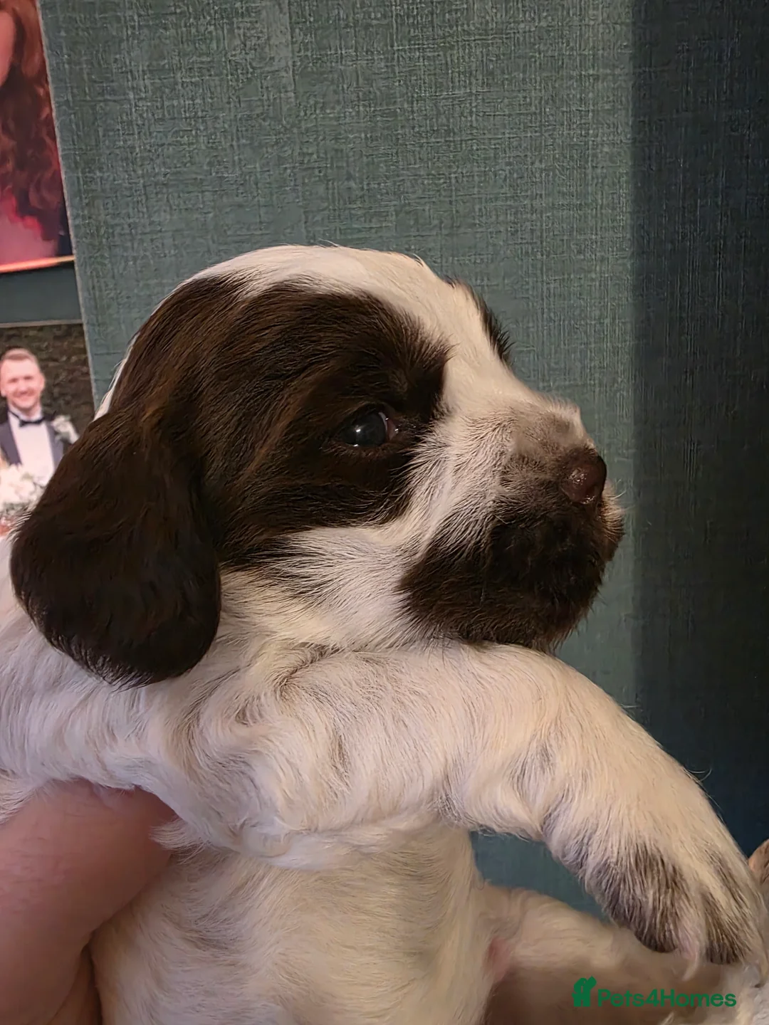 Cocker Spaniel dogs for sale: Choc roan cocker spaniel pups  - Advert 3