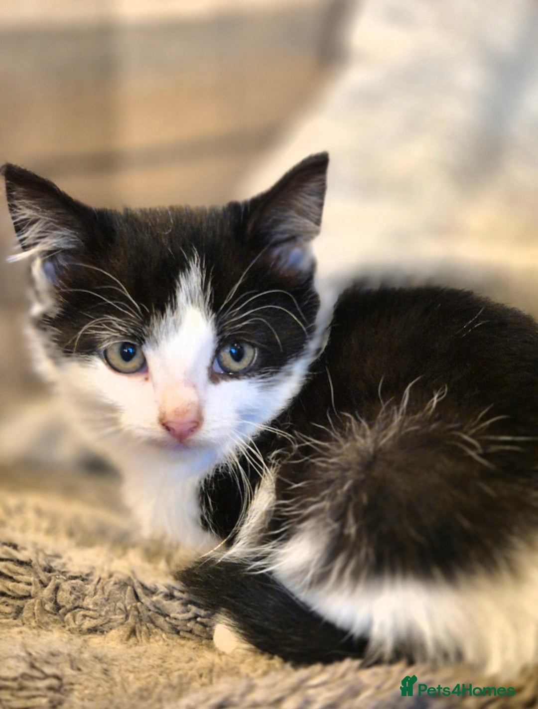 Mixed Breed cats for sale: Beautiful female kittens for sale  - Image 4