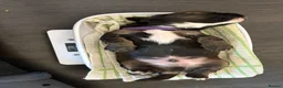 Mixed Breed dogs for sale: Cocker x puppies  - Advert 10