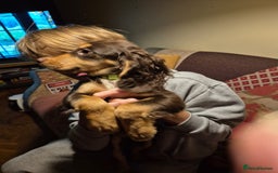 Cocker Spaniel dogs for sale: 3 Gorgeous Cocker Spaniel Puppies  - Advert 2