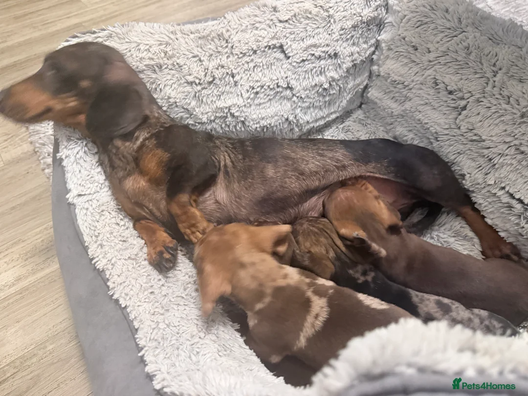 Miniature Dachshund dogs for sale: Miniature Dachund  - Advert 14