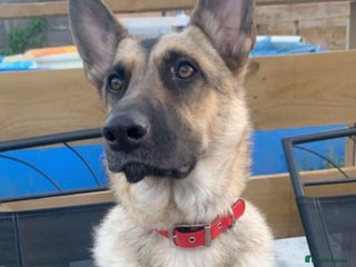 German Shepherd dogs - Advert 17