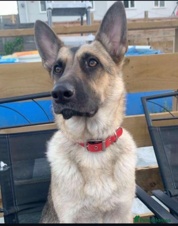 German Shepherd dogs - Advert 4