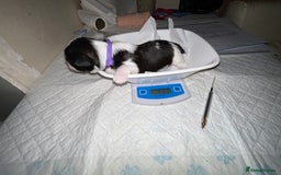 Lhasa Apso dogs for sale: KC Reg Lhasa Apso pups GPRA clear - Image 13