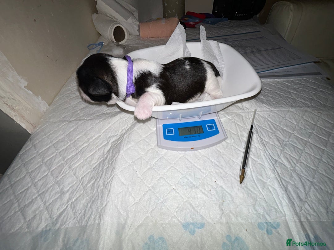 Lhasa Apso dogs for sale: KC Reg Lhasa Apso pups GPRA clear - Image 13