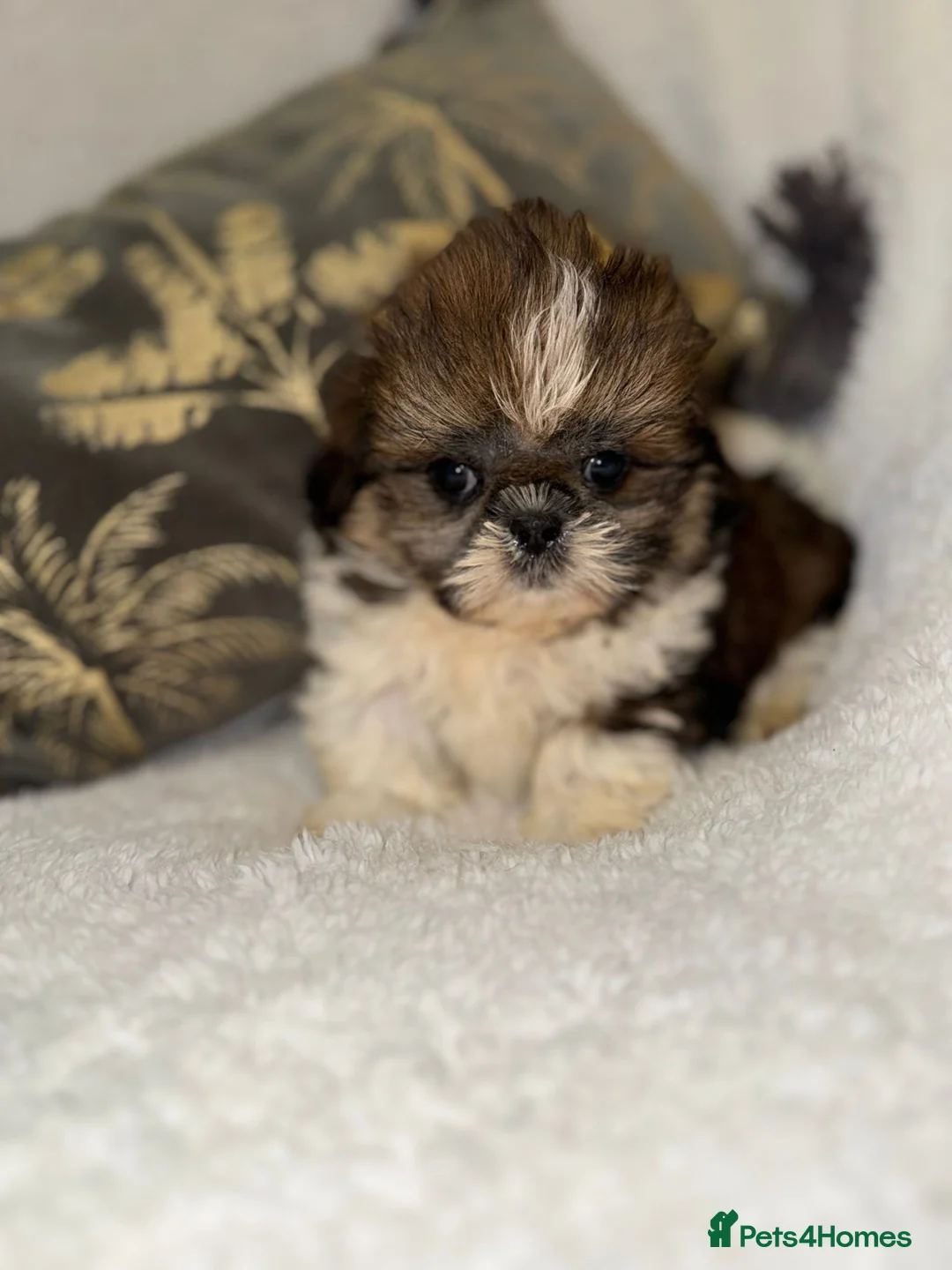 Shih Tzu dogs for sale: 🩷 Stunning Tiny KC Shih Tzu Puppies 💙 - Advert 4