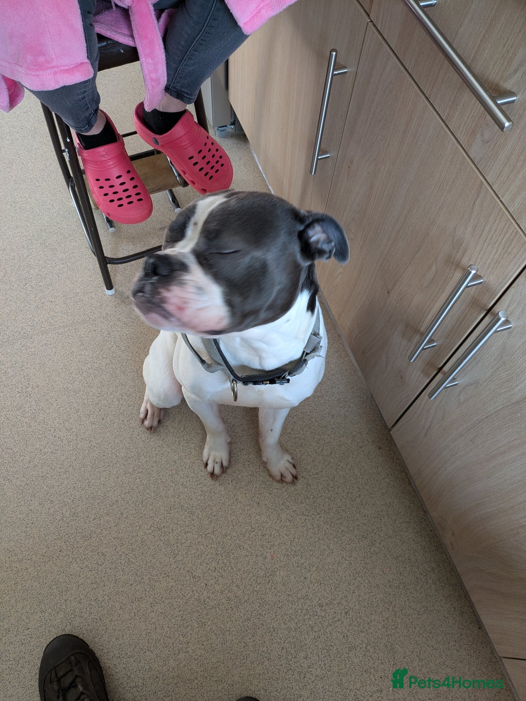 Dorset Olde Tyme Bulldogge dogs for sale: Buster - Image 2