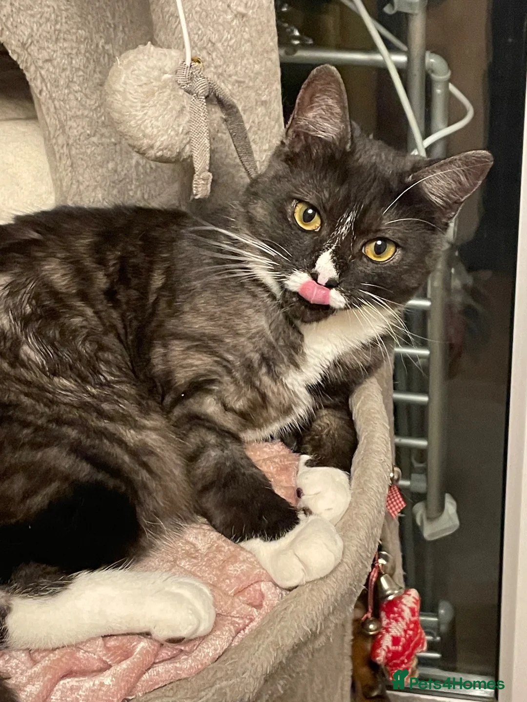 Mixed Breed cats for sale: Short haired Male cat  - Advert 2