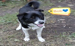 Mixed Breed dogs for adoption: 💙🐶 BOB 🐶💙 - Image 9