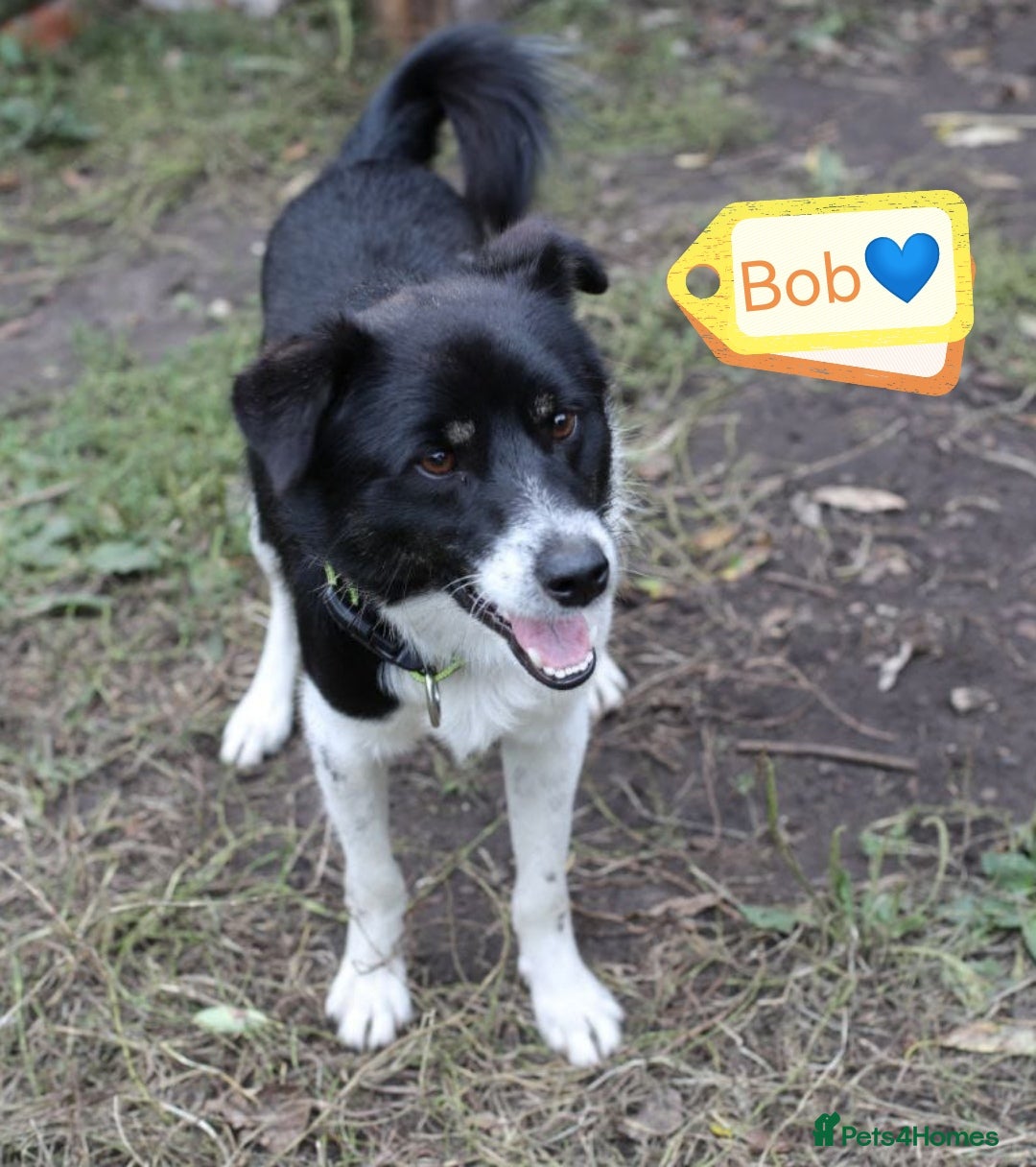 Mixed Breed dogs for adoption: 💙🐶 BOB 🐶💙 - Image 9