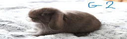 Mini Lop rabbits for sale: Stunning Mini Lop Babies - Advert 21
