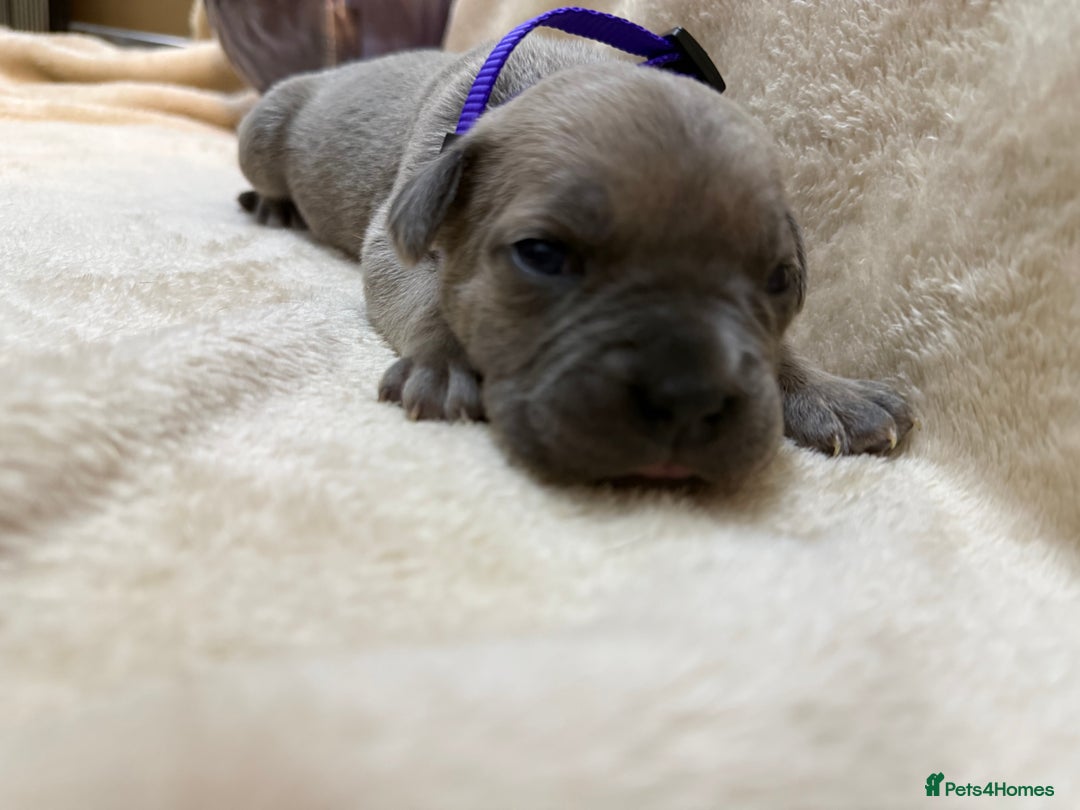 Cane Corso dogs for sale: ICF/ICCF Champion 6th GENERATION Cane Corso pups - Advert 14