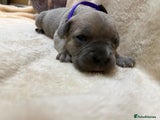Cane Corso Puppy 4