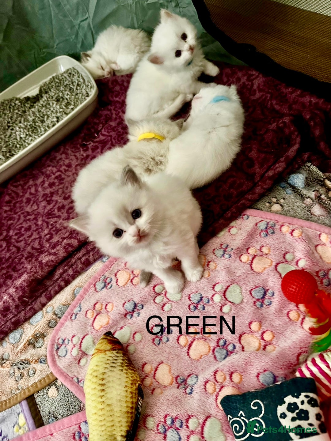 Ragdoll cats for sale: Gorgeous Litter of ragdolls ready 10/10/25 - Image 16