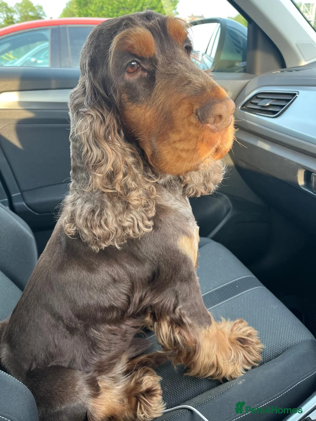 Cocker Spaniel dogs for stud: KC Superb example Classic SHOW Cocker Stud in Ruthin - Advert 27