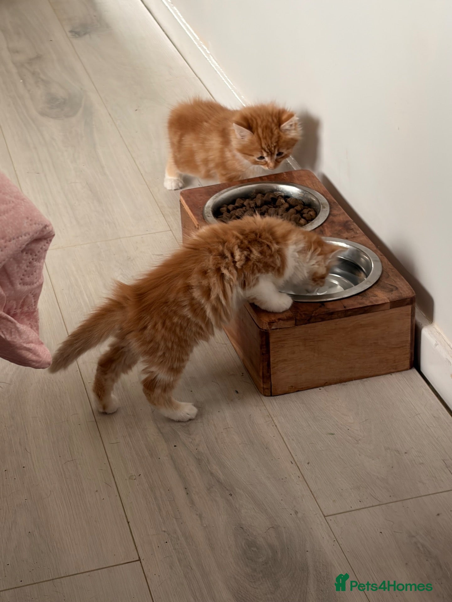 Mixed Breed cats Adorable fluffy ginger and white kittens - Advert 2