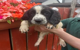 English Springer Spaniel dogs for sale: Springer spaniel pups  - Image 11