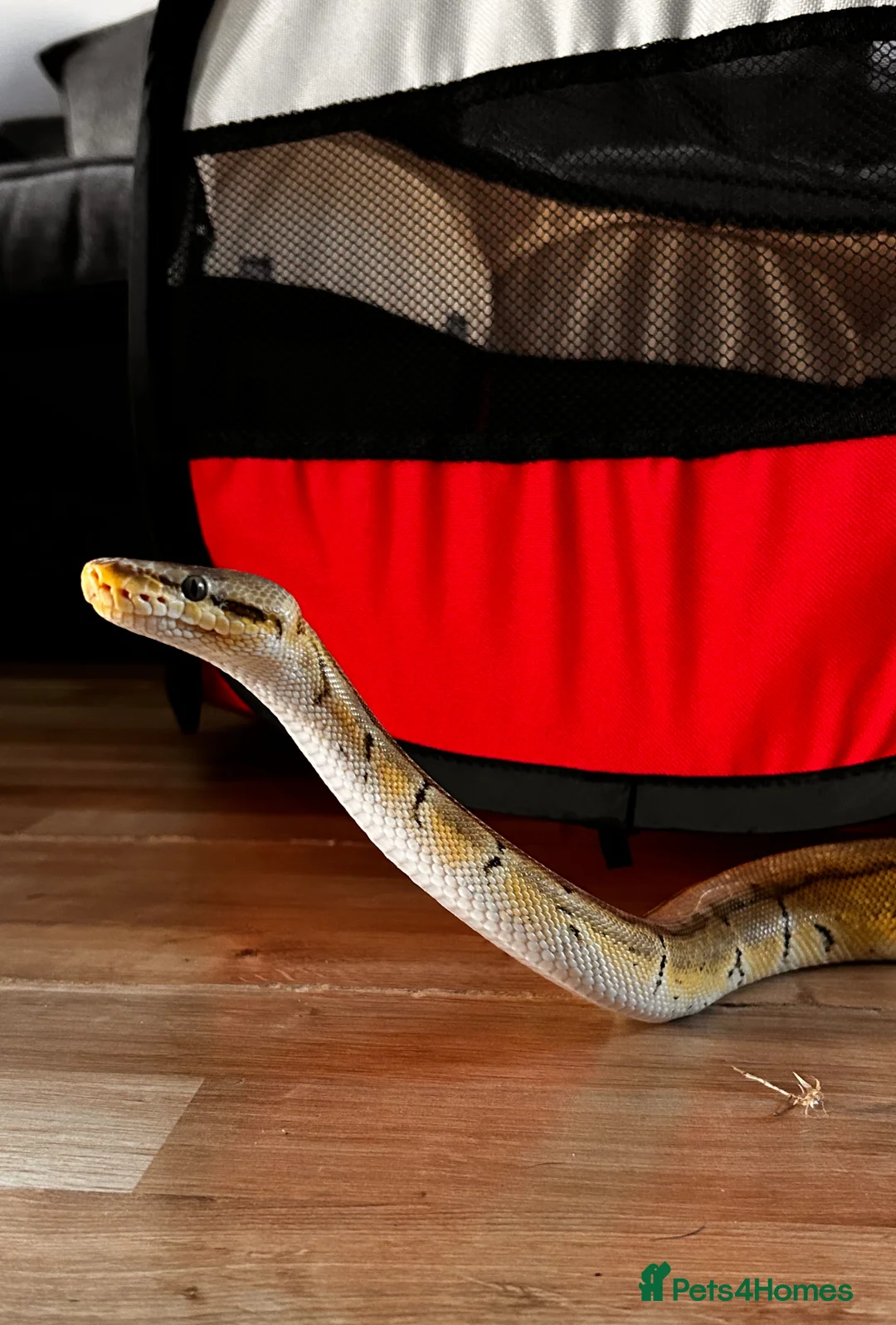 Python Snake reptiles for sale: Male Lemon Blast Ball Python For Sale - Advert 3
