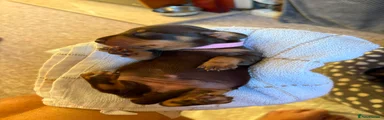 Miniature Dachshund 5
