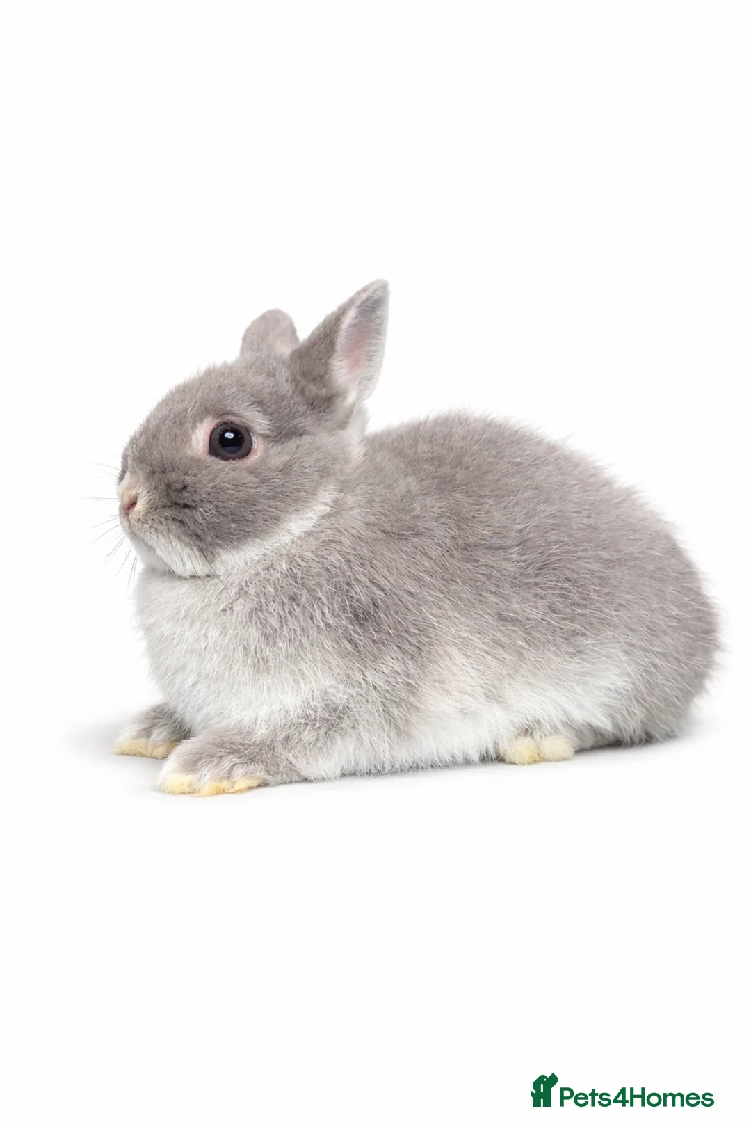 Netherland Dwarf rabbits for sale: BABY TAME PUREBRED NETHERLAND DWARF  - Advert 1