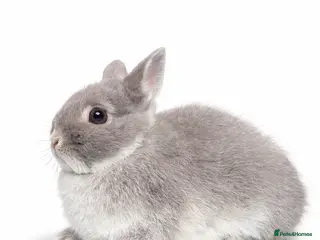 Netherland Dwarf rabbits BABY TAME PUREBRED NETHERLAND DWARF - Advert 8