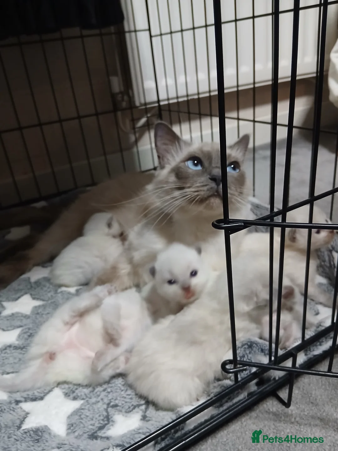 Ragdoll cats for sale: Blue point ragdolls  in Colchester - Advert 1