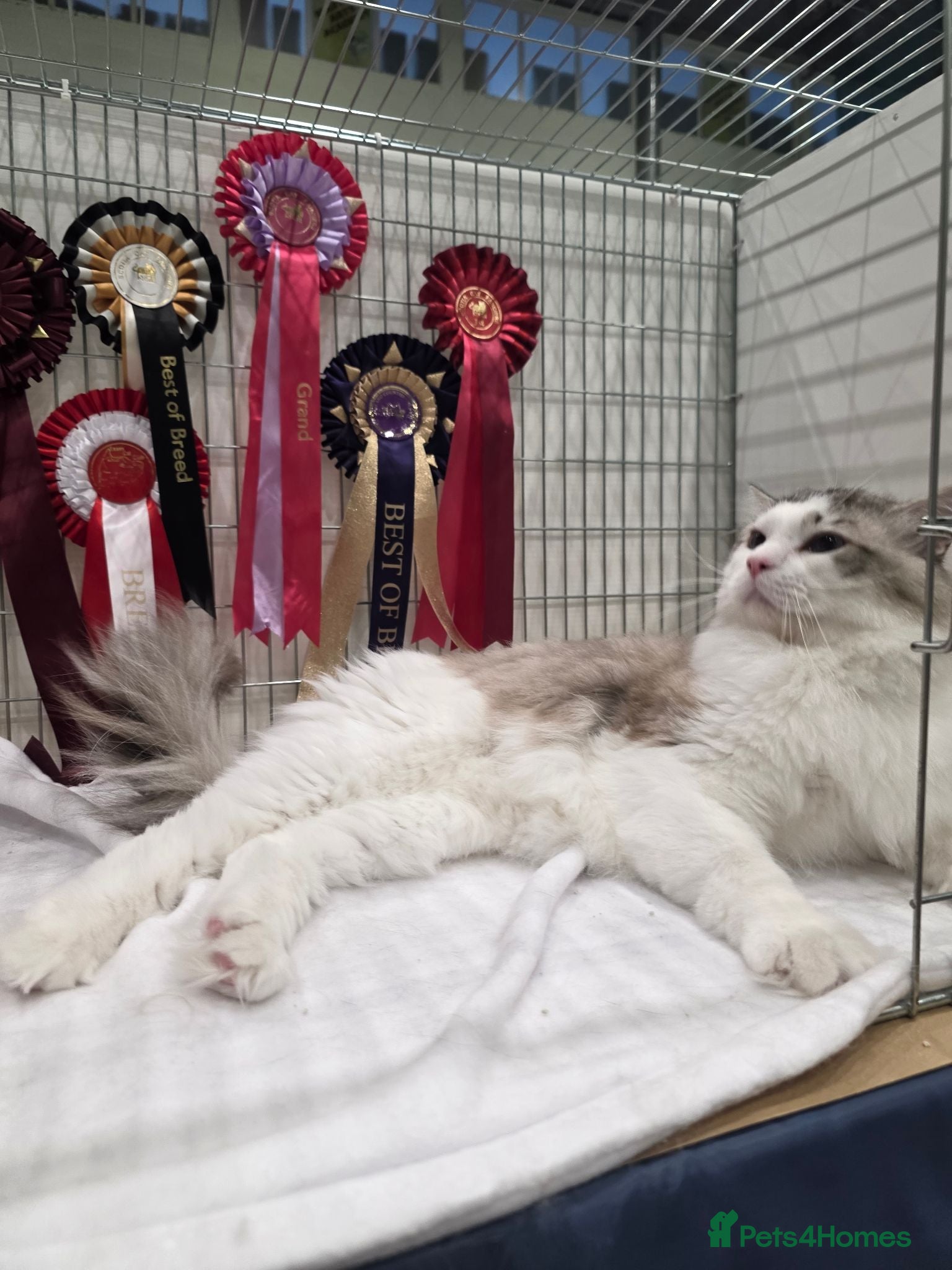 Ragdoll cats GCCF/TICA ACTIVE REGISTERED Champion winner  - Advert 8