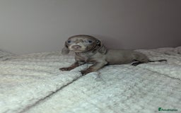 Miniature Dachshund dogs for sale: Miniature dachshund puppies  - Image 7
