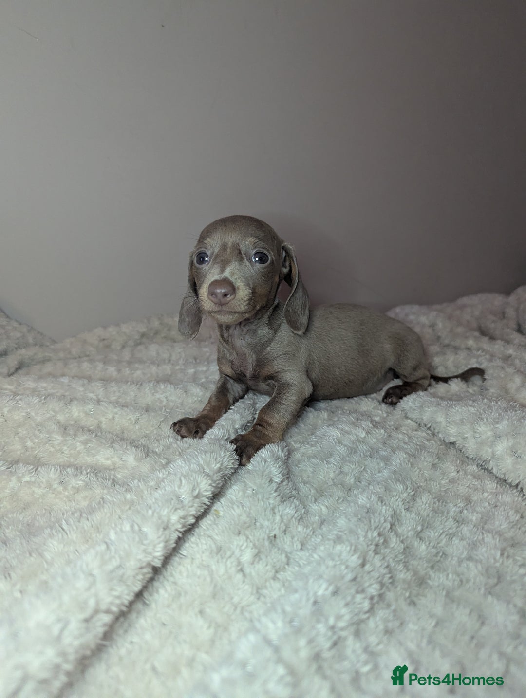 Miniature Dachshund dogs for sale: Miniature dachshund puppies  - Image 7