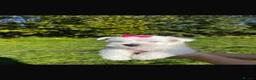 West Highland Terrier dogs for sale: Kennel club registered westies - Advert 9
