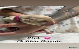 Labrador Retriever dogs for sale: Labrador puppies  - Image 8