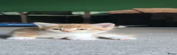 Domestic Shorthair cats for sale: Ginger kittens for sale - Advert 23