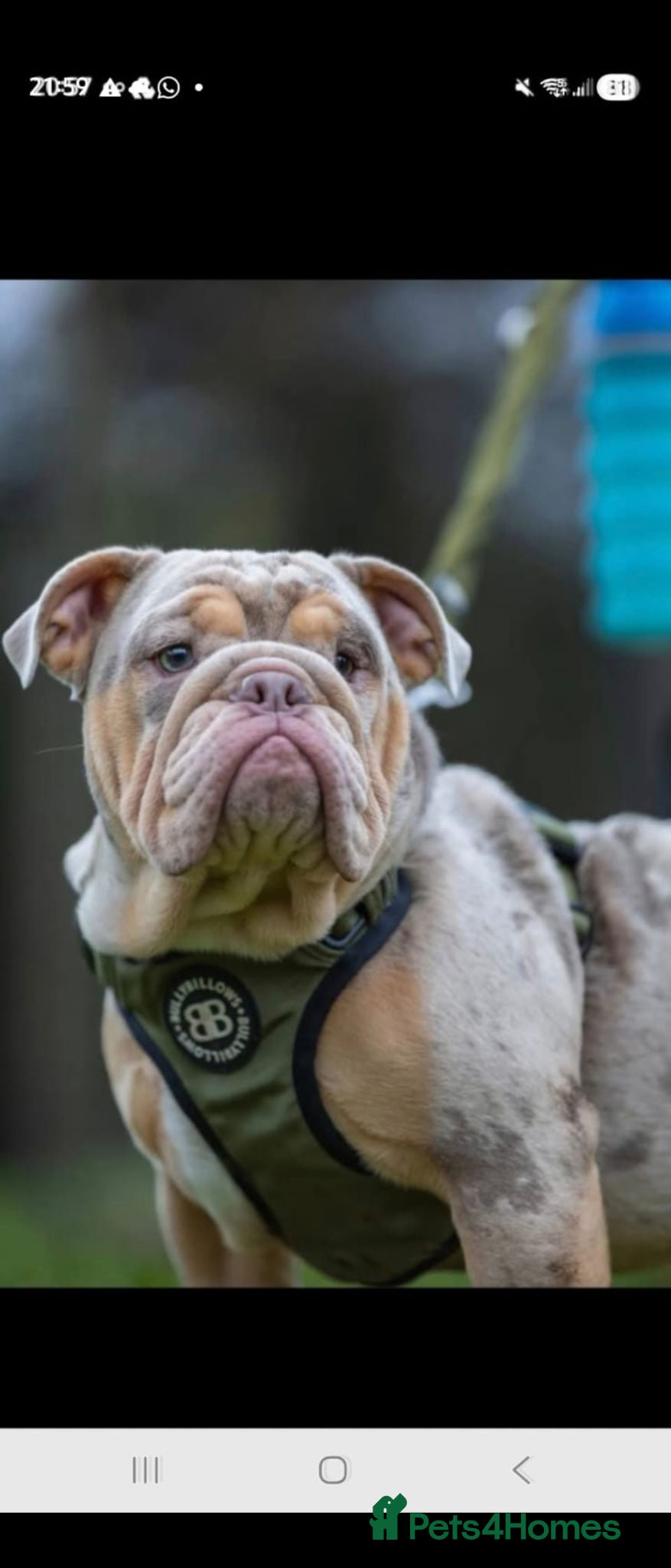English Bulldog dogs English bulldog  - Advert 1