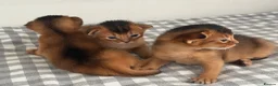 Abyssinian cats for sale: Pure breed Abyssinian kitten GCCF registered  - Advert 11