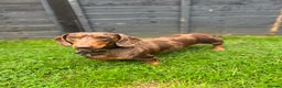 Miniature Dachshund dogs for stud: 🔥For stud proven miniature dachshund🔥   in Windsor - Advert 7