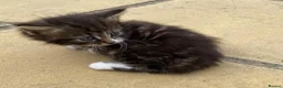 Mixed Breed cats for sale: Adorable Young Kittens Looking for Loving Homes  - Advert 8