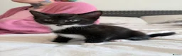 Mixed Breed cats for sale: Kittens  - Advert 11
