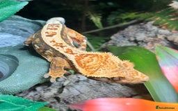 Gecko reptiles for sale: Full pin tri colour female crested gecko - Image 2