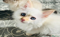 Ragdoll cats for sale: 3 boys remaining  - Image 4
