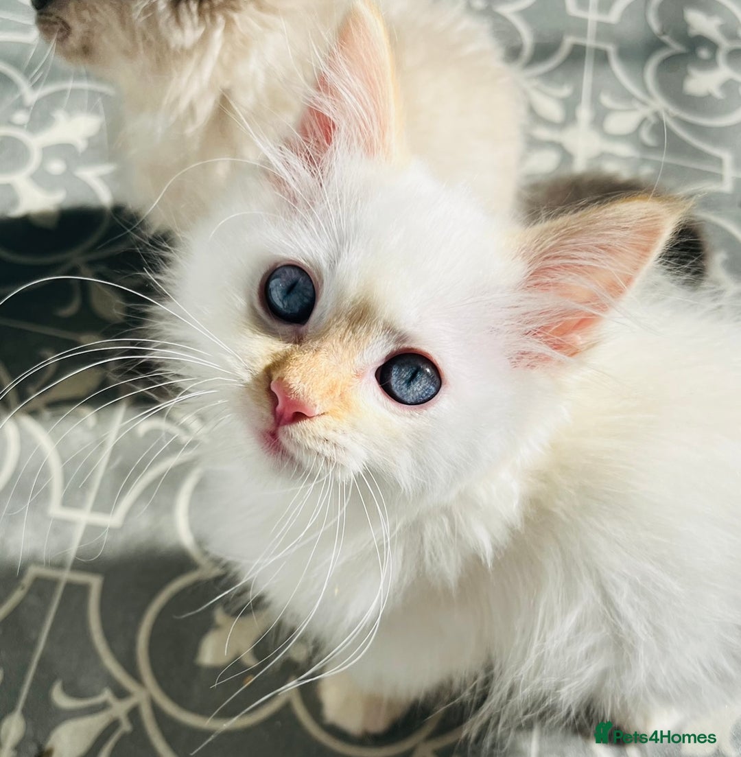 Ragdoll cats for sale: 3 boys remaining  - Image 4
