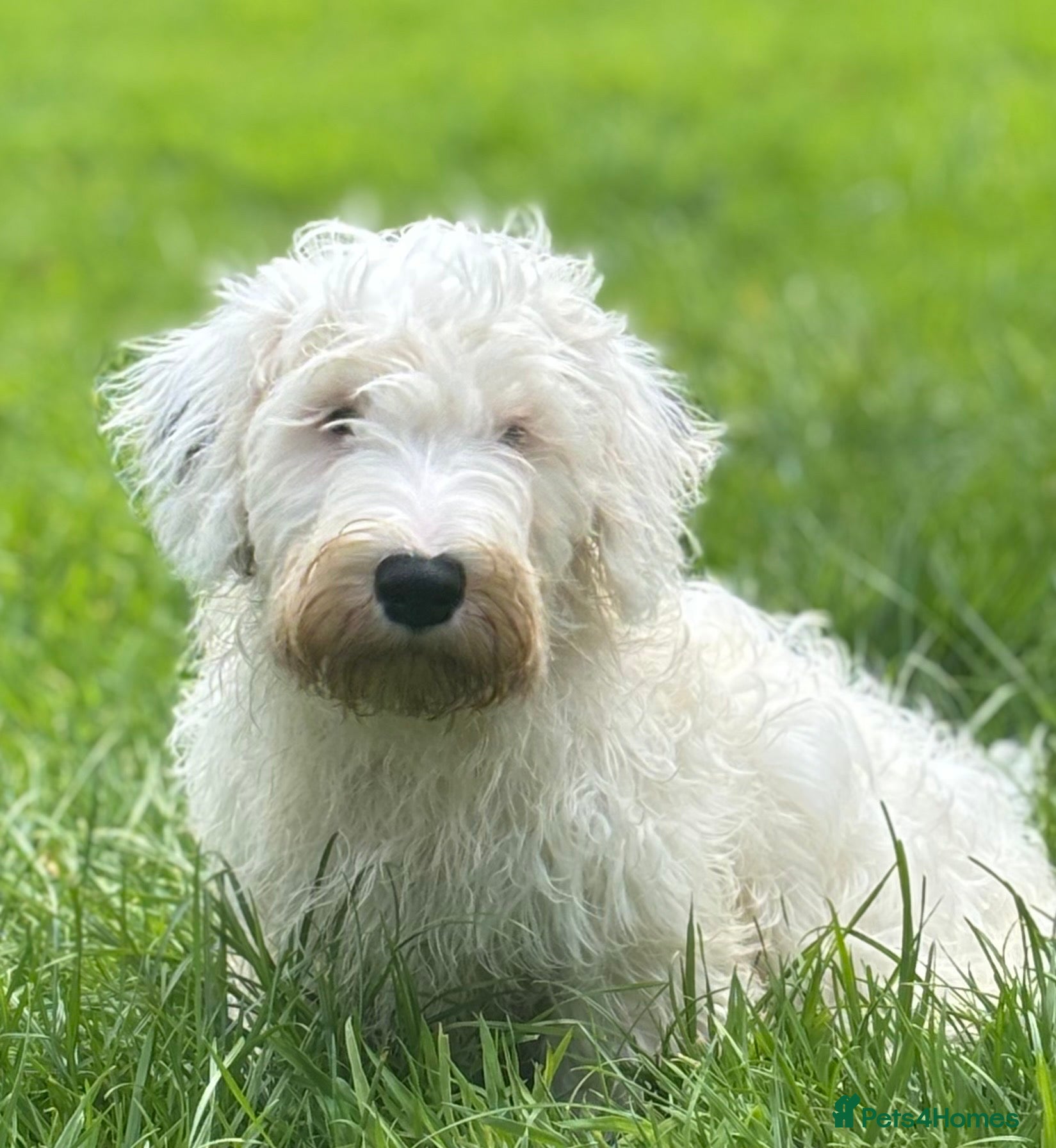Sealyham Terrier dogs Sealyham Terrier puppies  - Advert 1