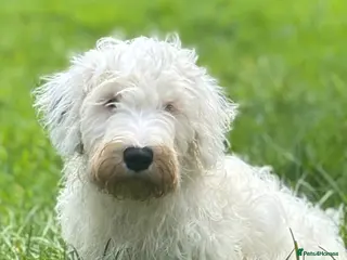 Sealyham Terrier dogs Sealyham Terrier puppies - Advert 1