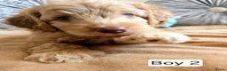 Cavapoo dogs for sale: Outstanding Cavapoo Puppies  - Advert 22