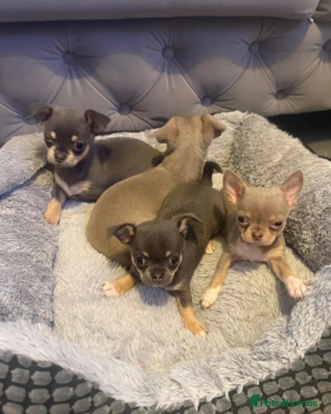 Chihuahua dogs for sale: Exceptional Chihuahua Puppies - Advert 7