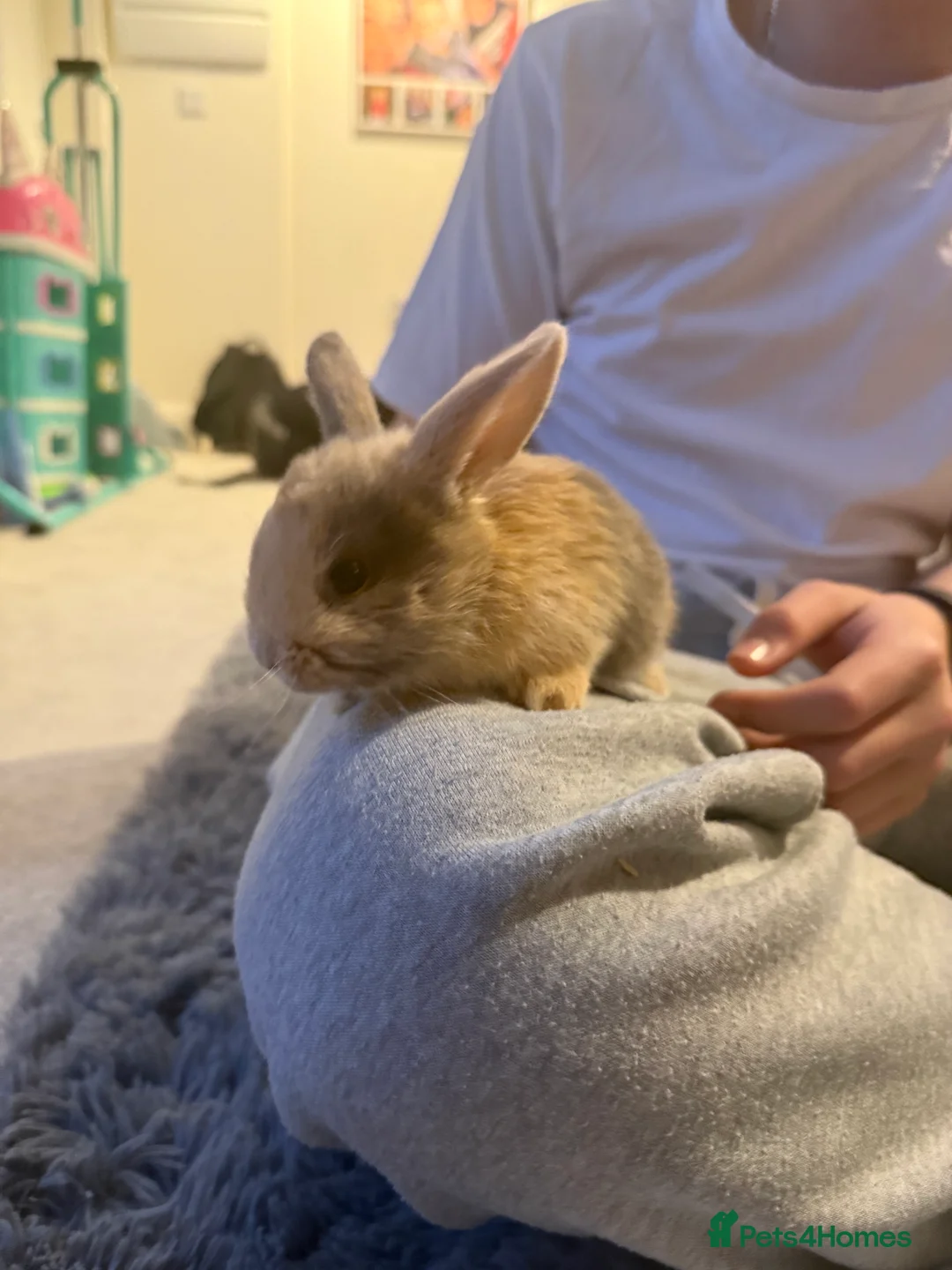 Mixed Breed rabbits for sale: Baby bunnies - Advert 6