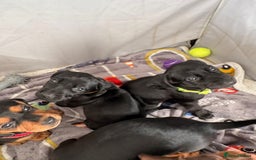 Mixed Breed dogs for sale: Docker Puppies For Sale🐶 - Image 11