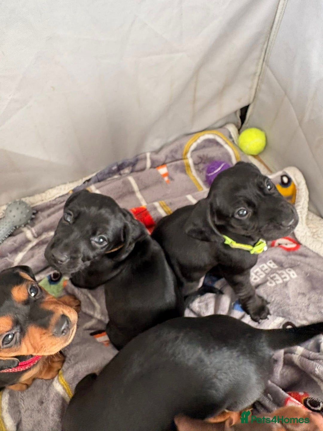Mixed Breed dogs for sale: Docker Puppies For Sale🐶 - Image 11