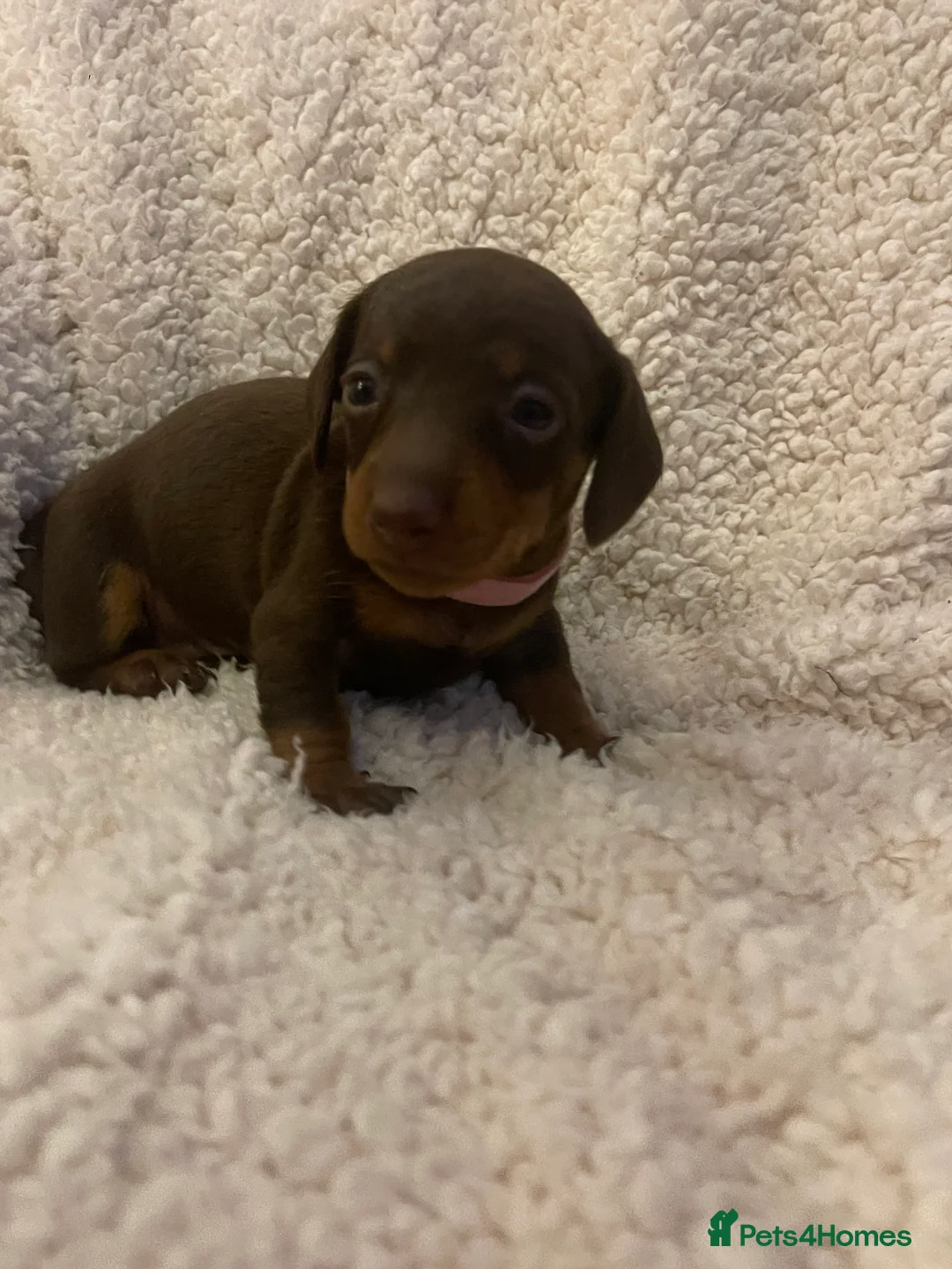 Dachshund dogs for sale: 4 female miniature dachshund puppies for sale  - Advert 3